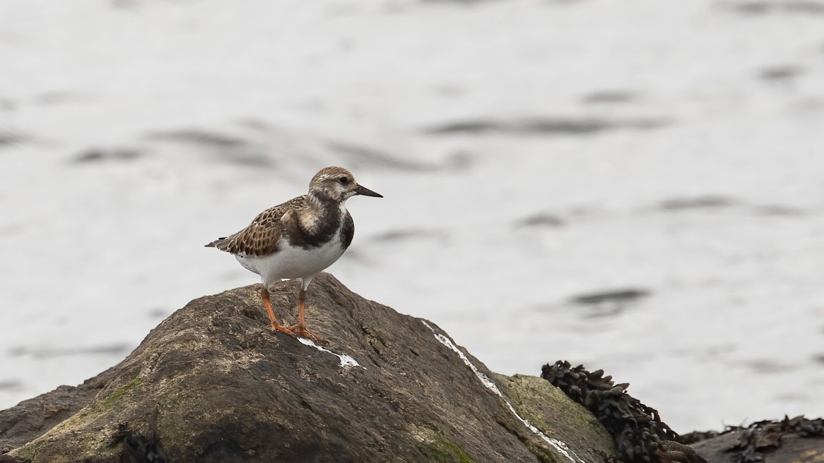 Ruddy Turnstone - ML623485358