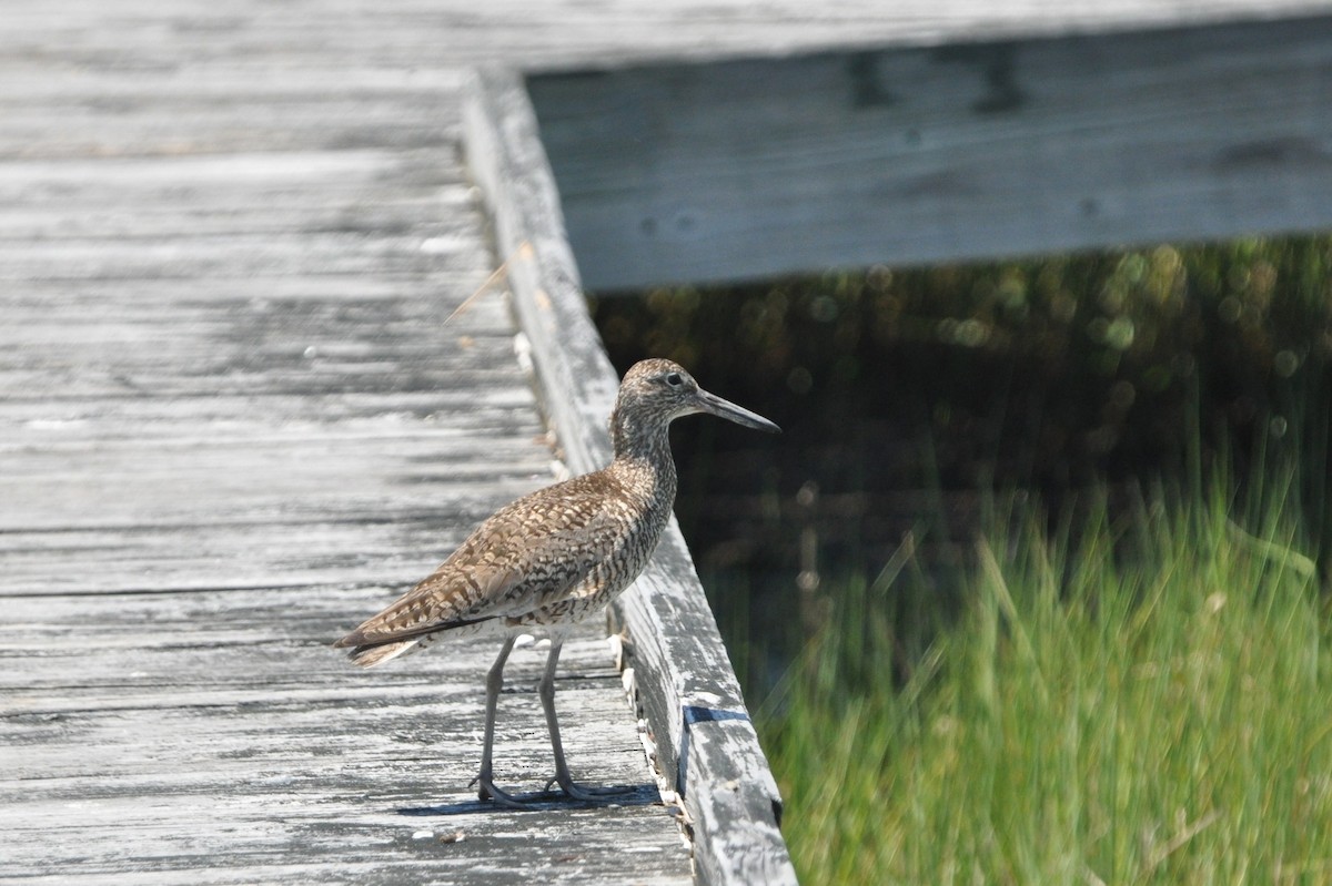 Willet - Abigail Duvall