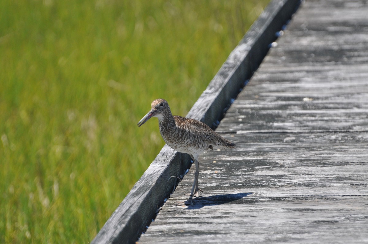 Willet - Abigail Duvall