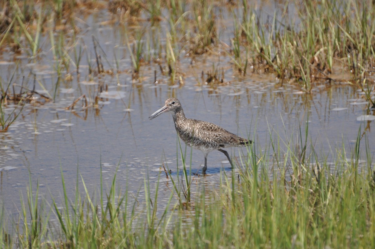 Willet - ML623485383