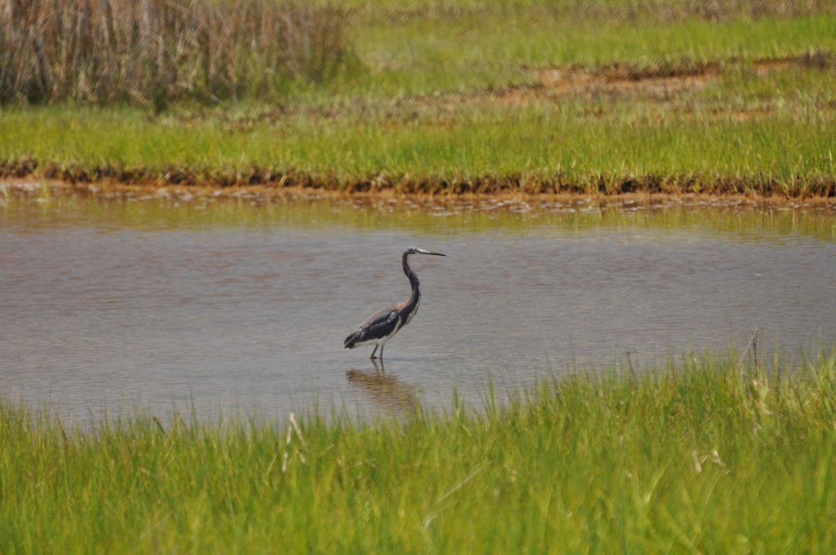 Tricolored Heron - ML623485396