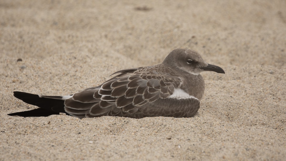 Laughing Gull - ML623485407