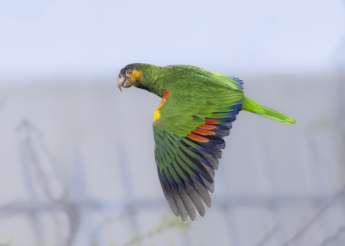 Amazone à épaulettes jaunes - ML623485415