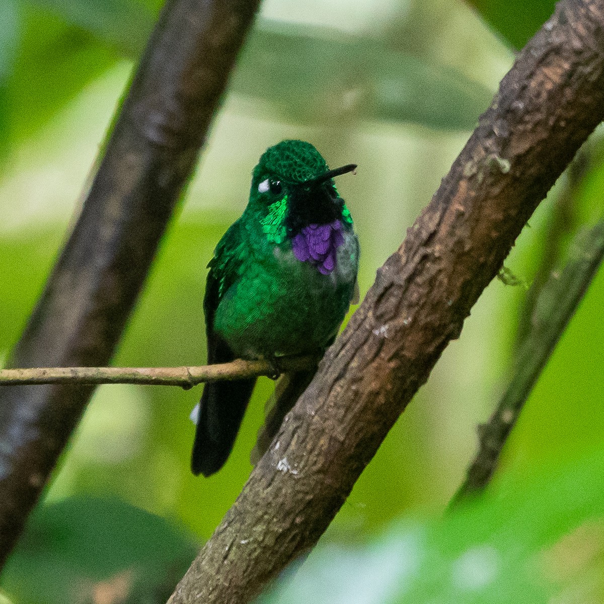 Colibrí Puntiblanco Occidental - ML623485429