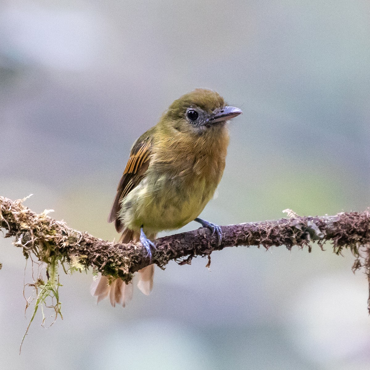 Fulvous-breasted Flatbill - ML623485449