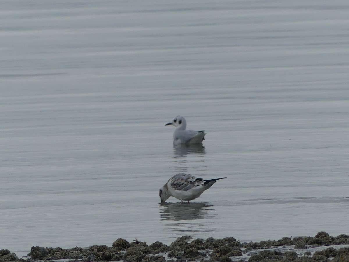 Bonaparte's Gull - ML623485478