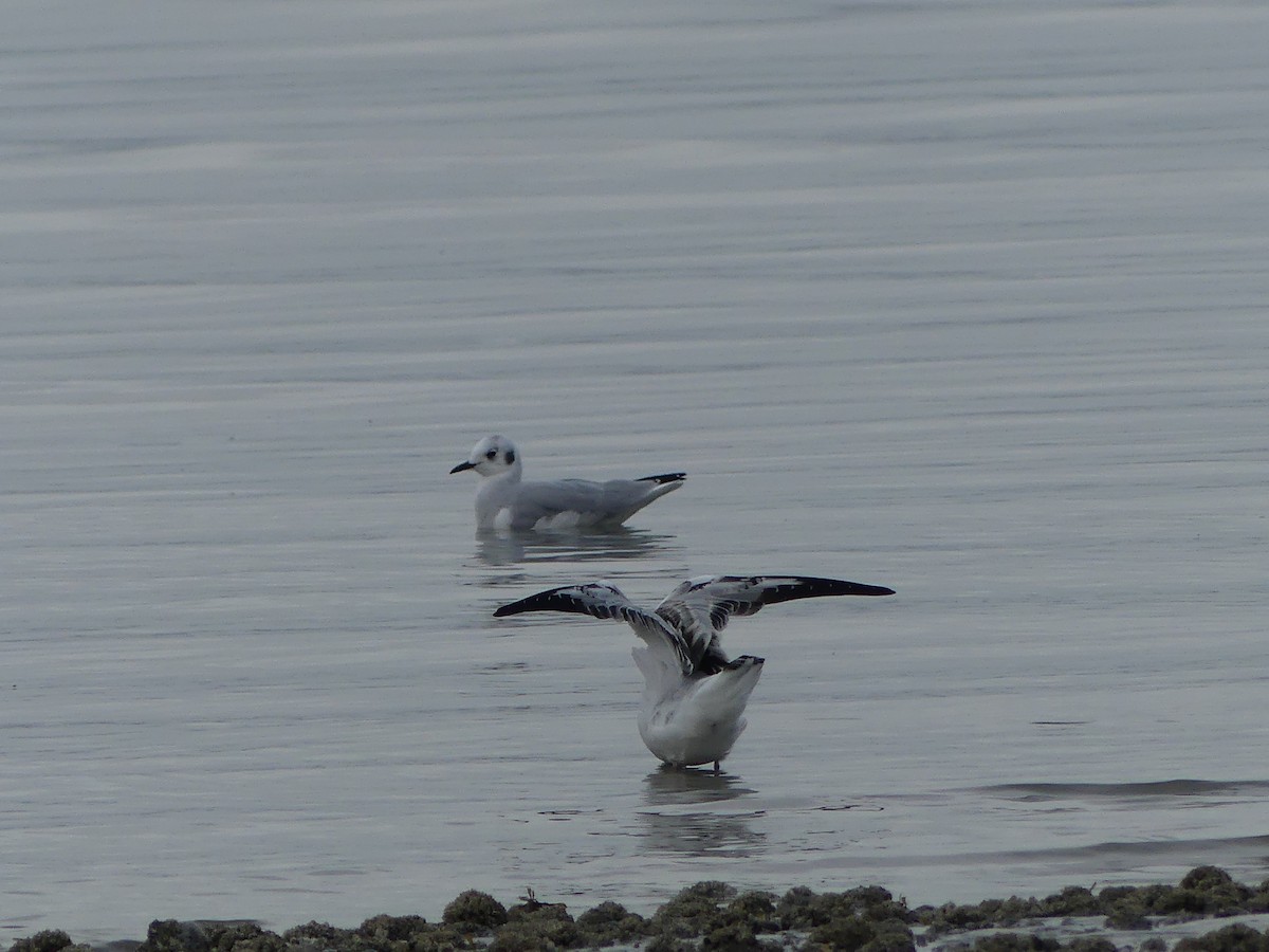 Bonaparte's Gull - ML623485479