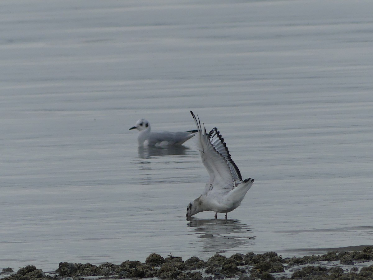 Bonaparte's Gull - ML623485480