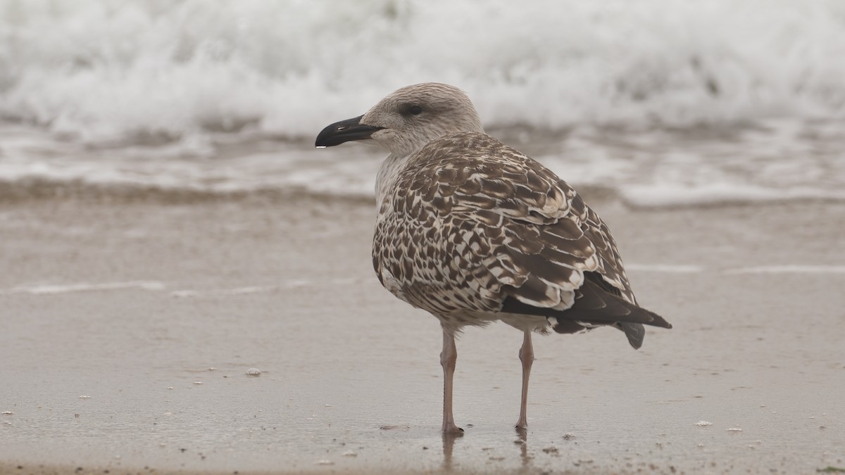 Great Black-backed Gull - ML623485481