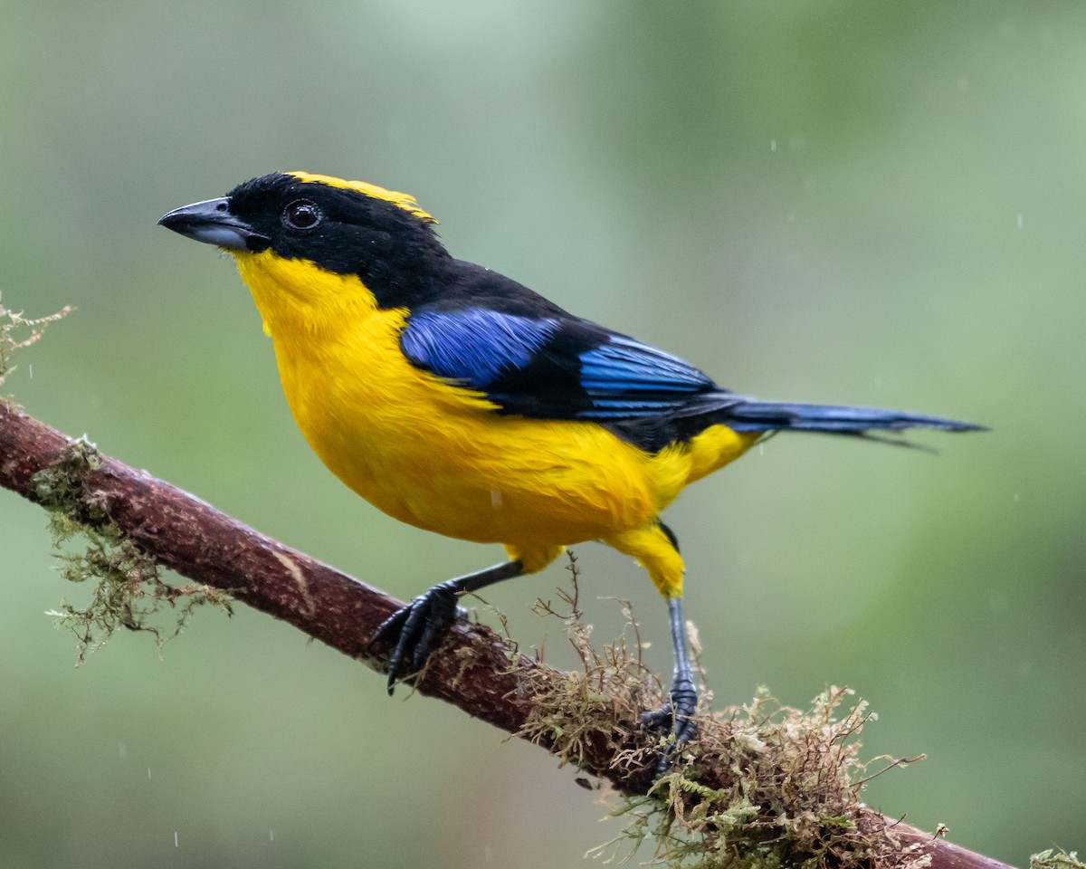 Blue-winged Mountain Tanager - ML623485490