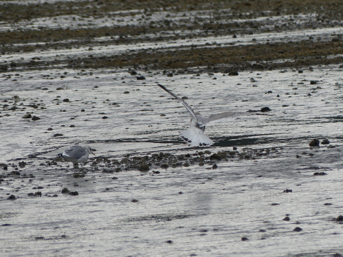 Short-billed Gull - ML623485492