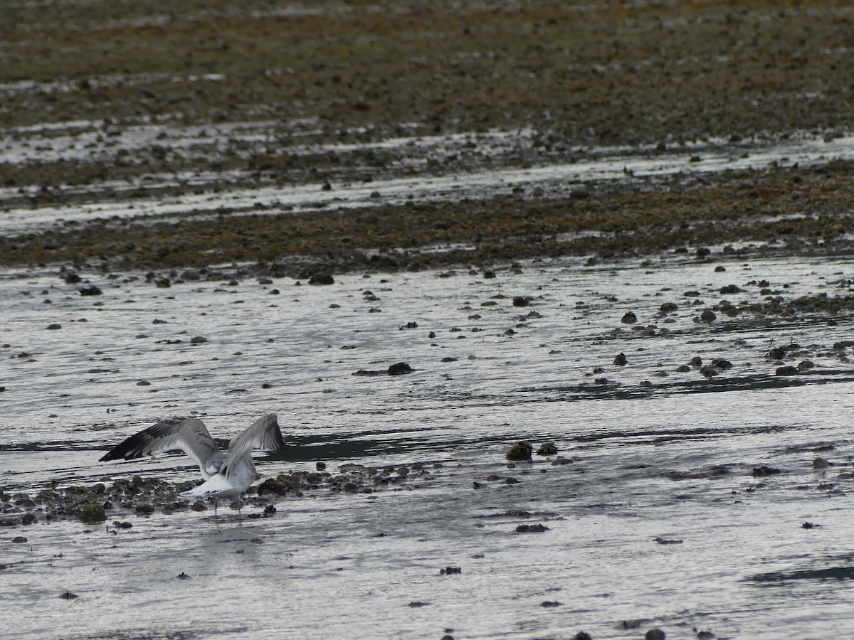 Short-billed Gull - Gus van Vliet