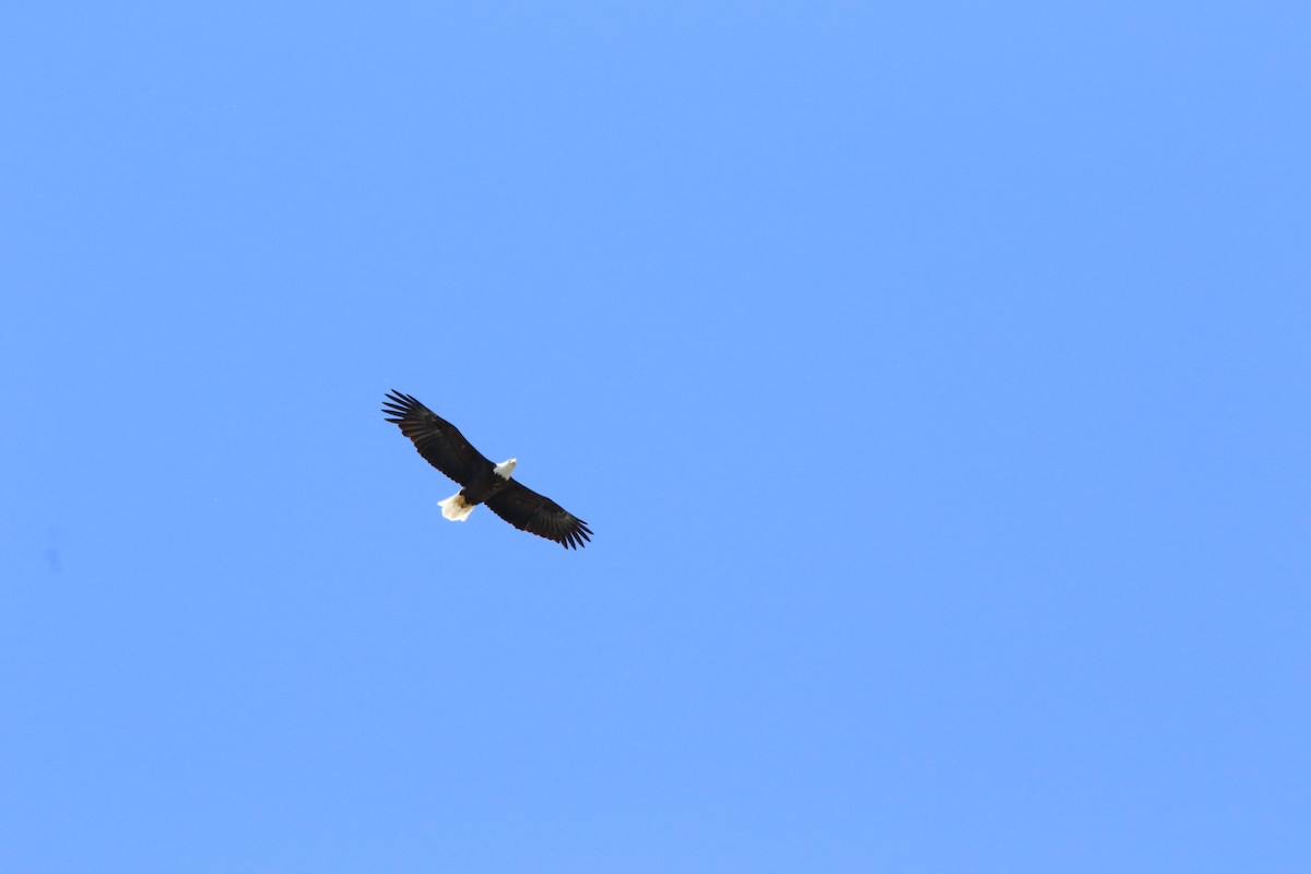 Bald Eagle - Robert Waldhuber