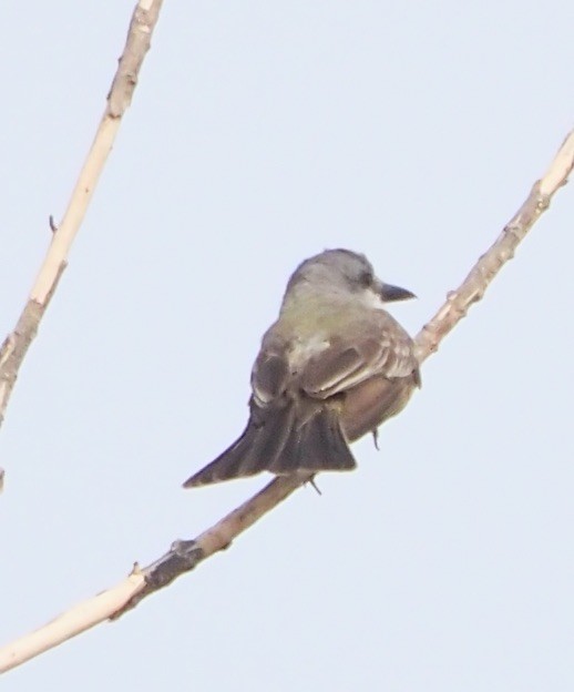 Tropical/Couch's Kingbird - ML623485505