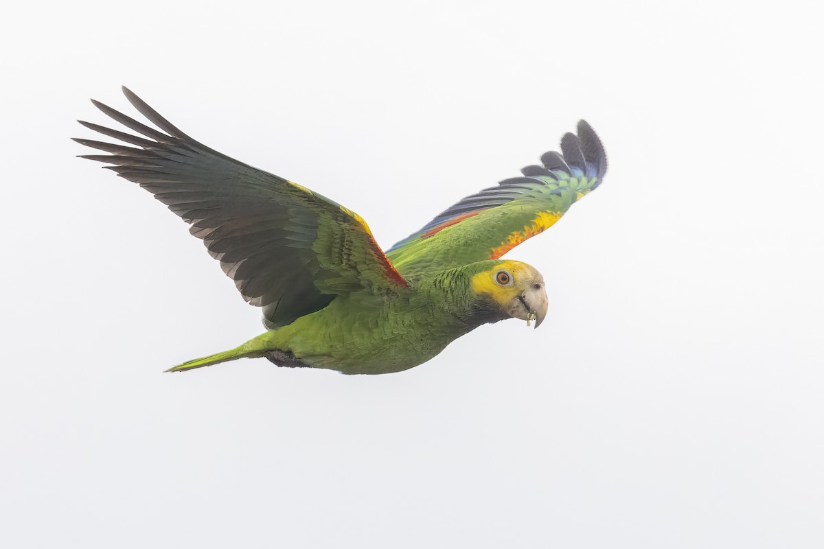 Yellow-shouldered Parrot - ML623485526