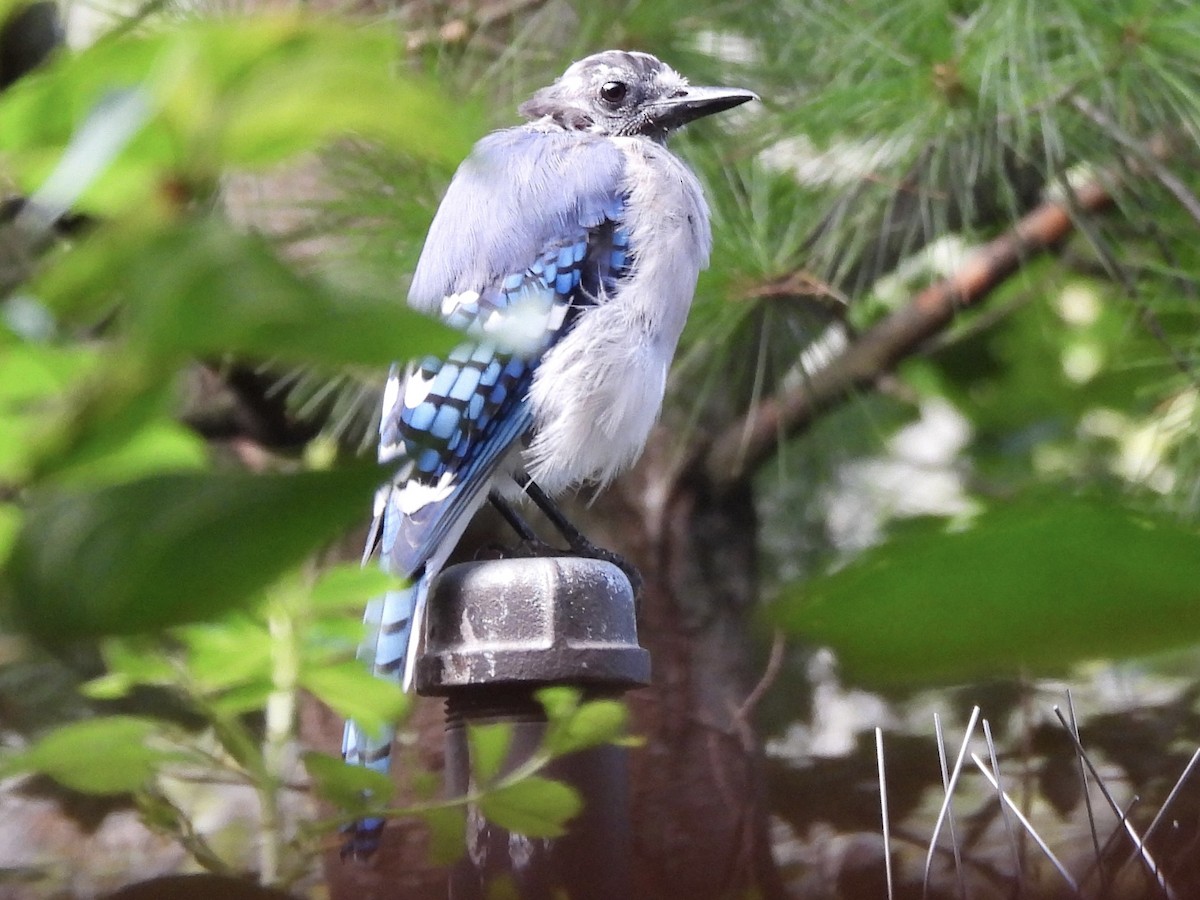 Blue Jay - ML623485530