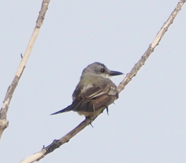 Tropical/Couch's Kingbird - ML623485541