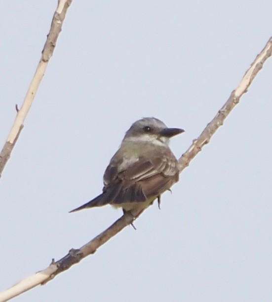 Tropical/Couch's Kingbird - ML623485544