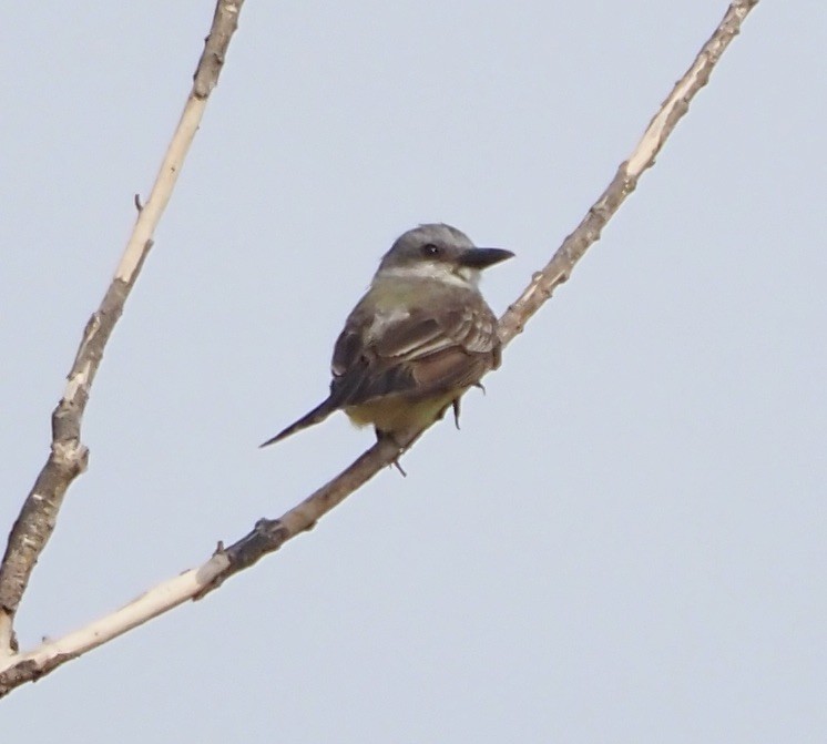 Tropical/Couch's Kingbird - ML623485547