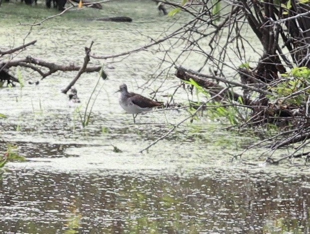 Solitary Sandpiper - ML623485552