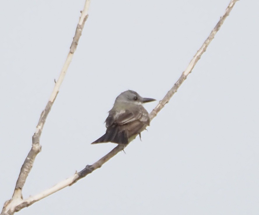 Tropical/Couch's Kingbird - ML623485553