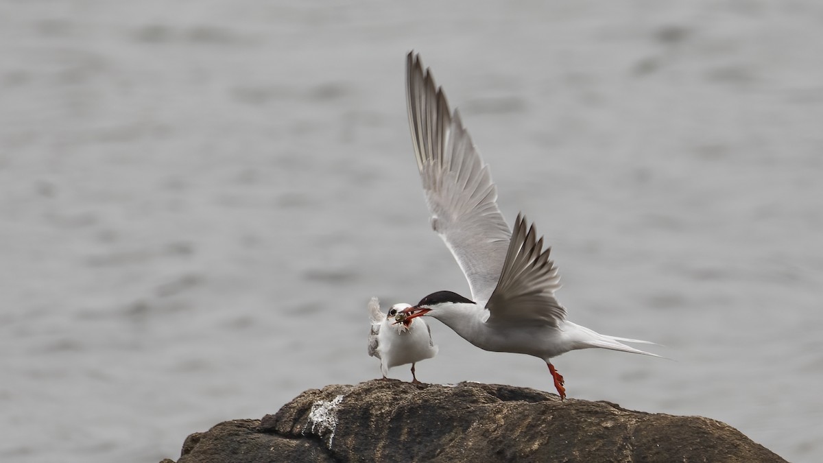 Common Tern - ML623485554