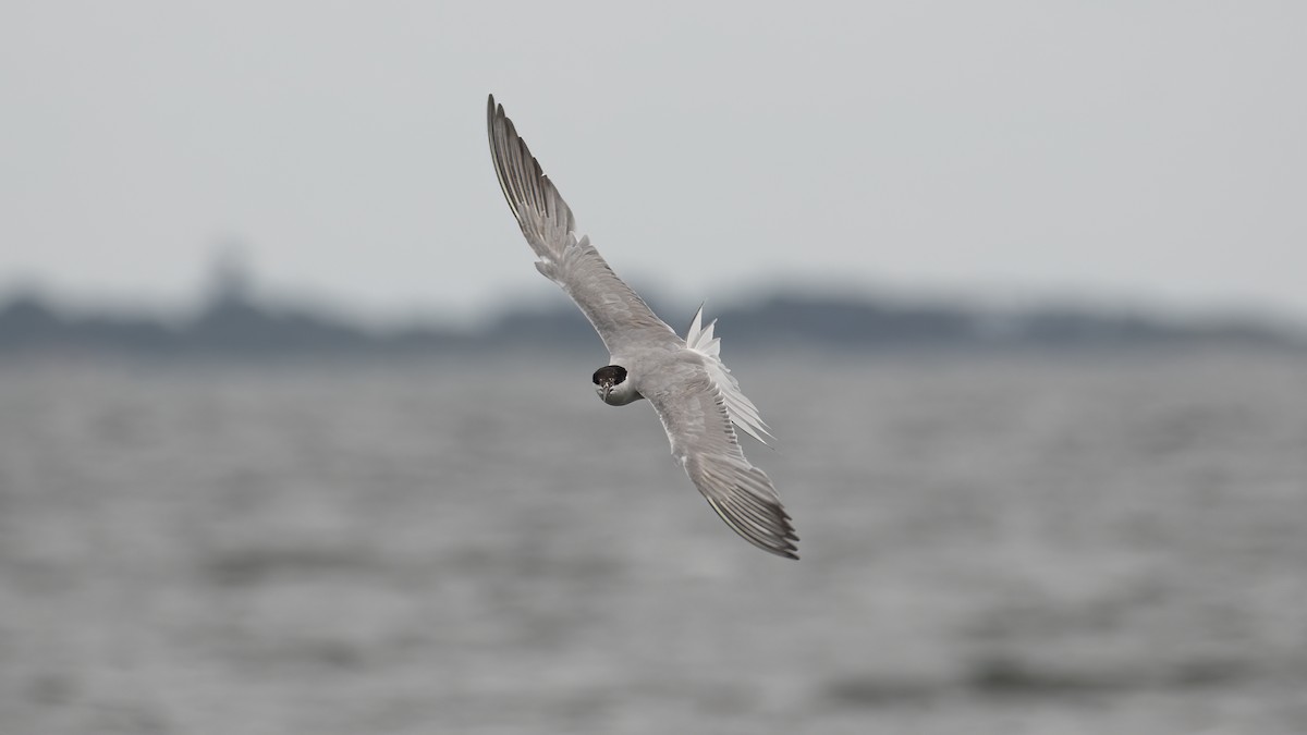 Common Tern - R Miller