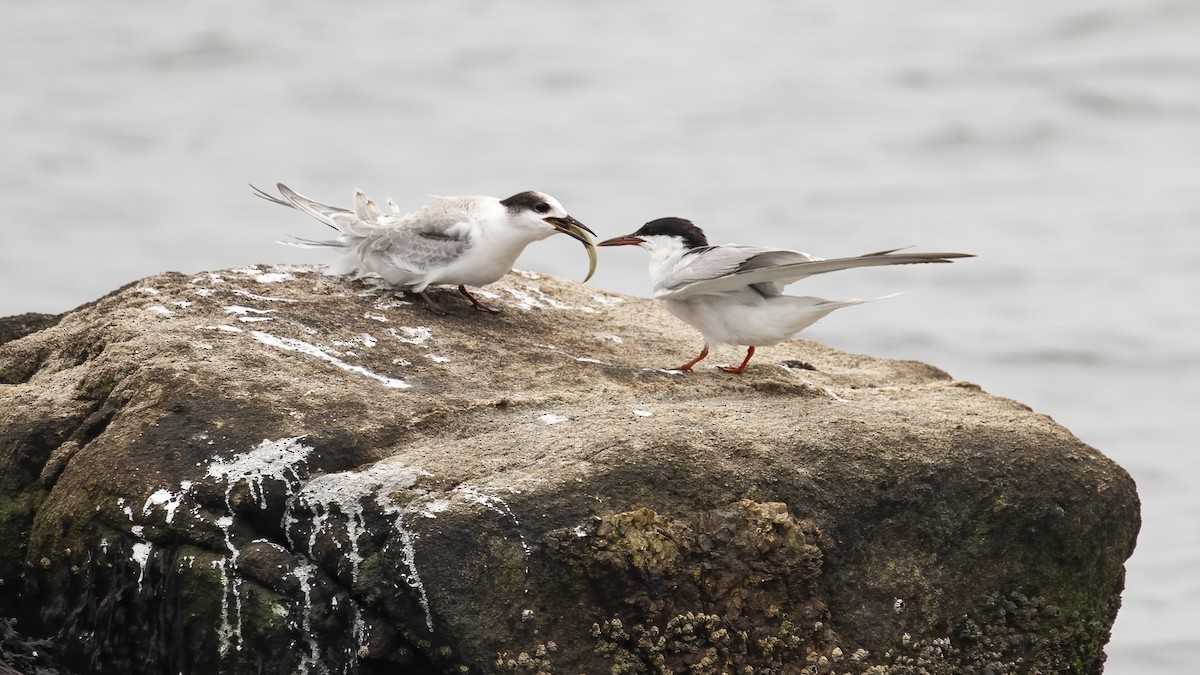 Common Tern - ML623485557