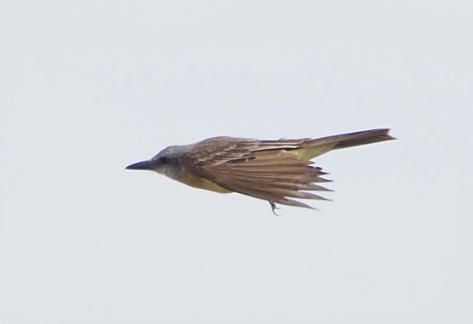 Tropical/Couch's Kingbird - ML623485558