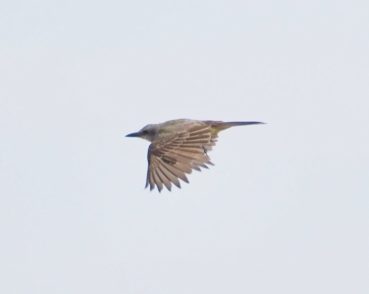 Tropical/Couch's Kingbird - ML623485560