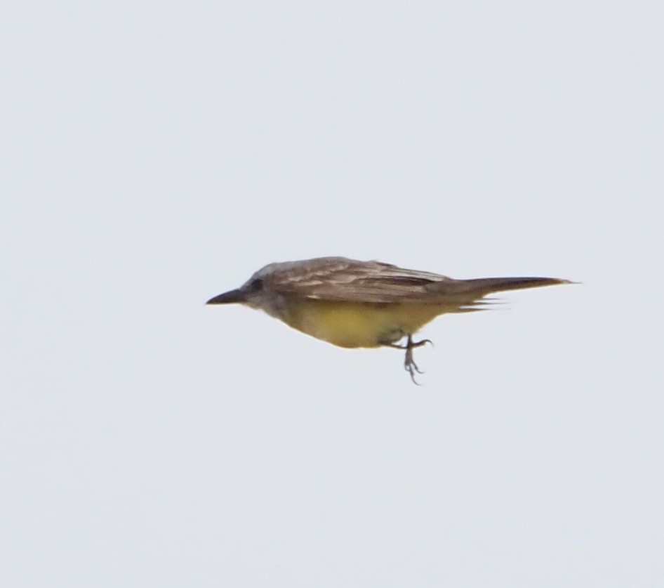 Tropical/Couch's Kingbird - ML623485566