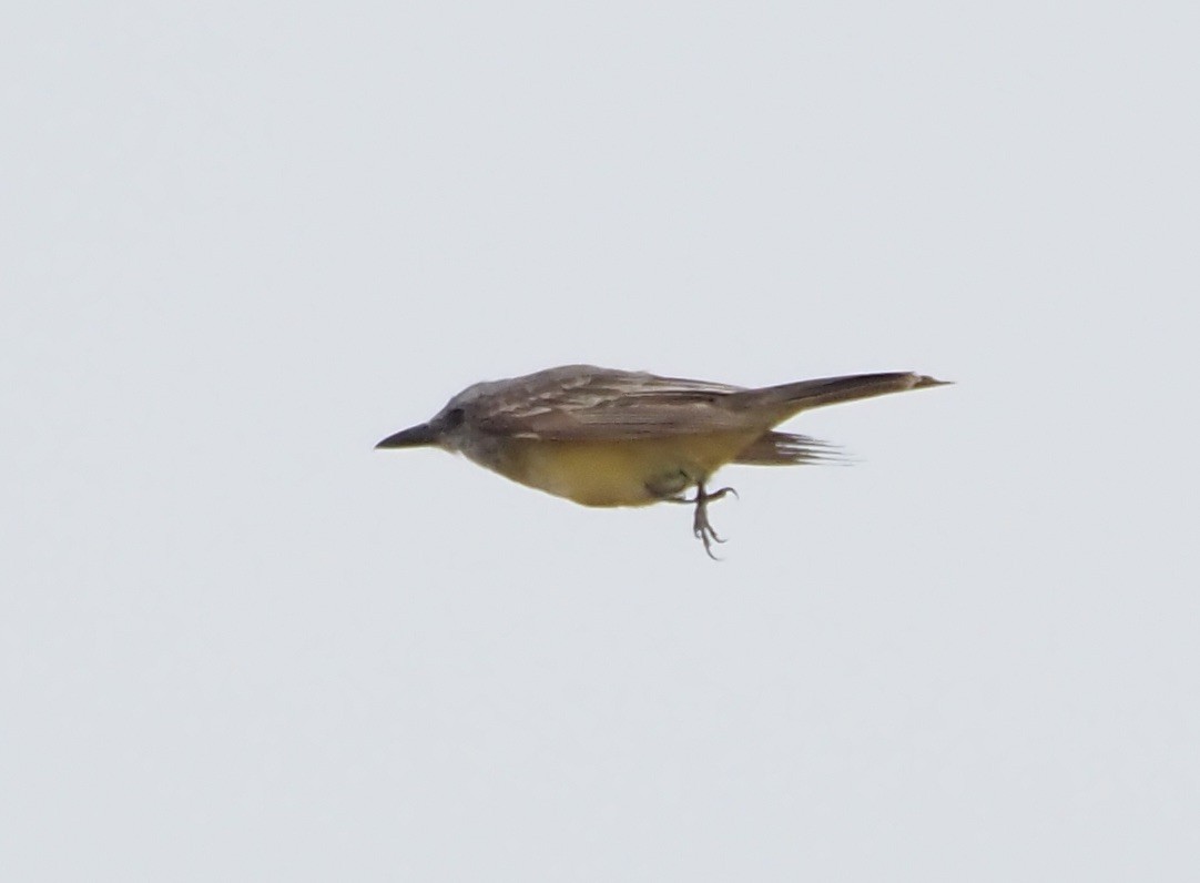 Tropical/Couch's Kingbird - ML623485572