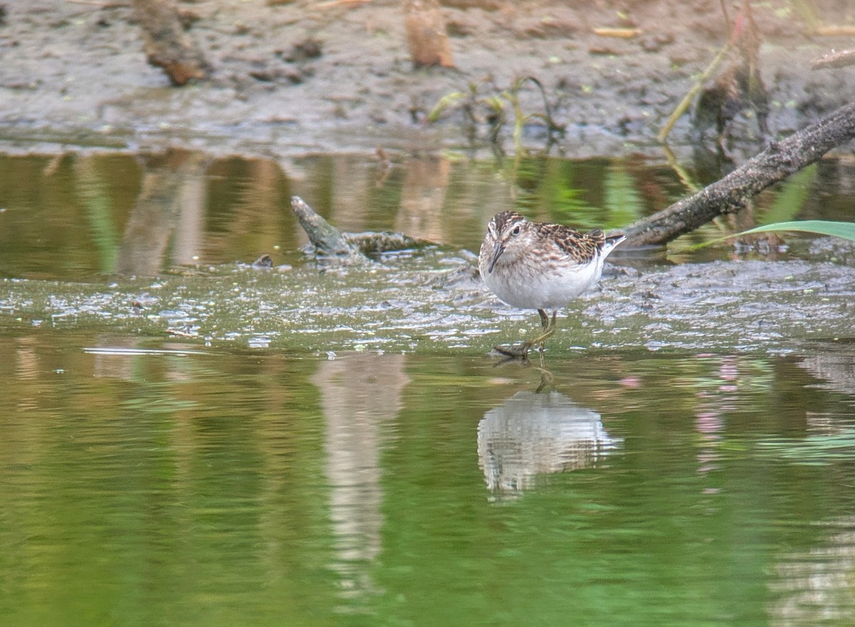 Wiesenstrandläufer - ML623485600