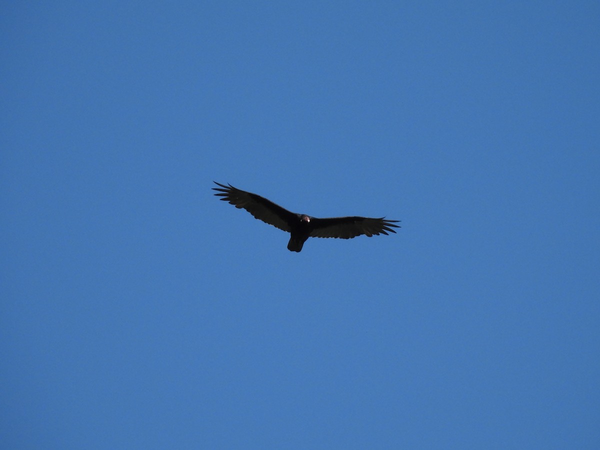 Turkey Vulture - Juan Carlos Padilla