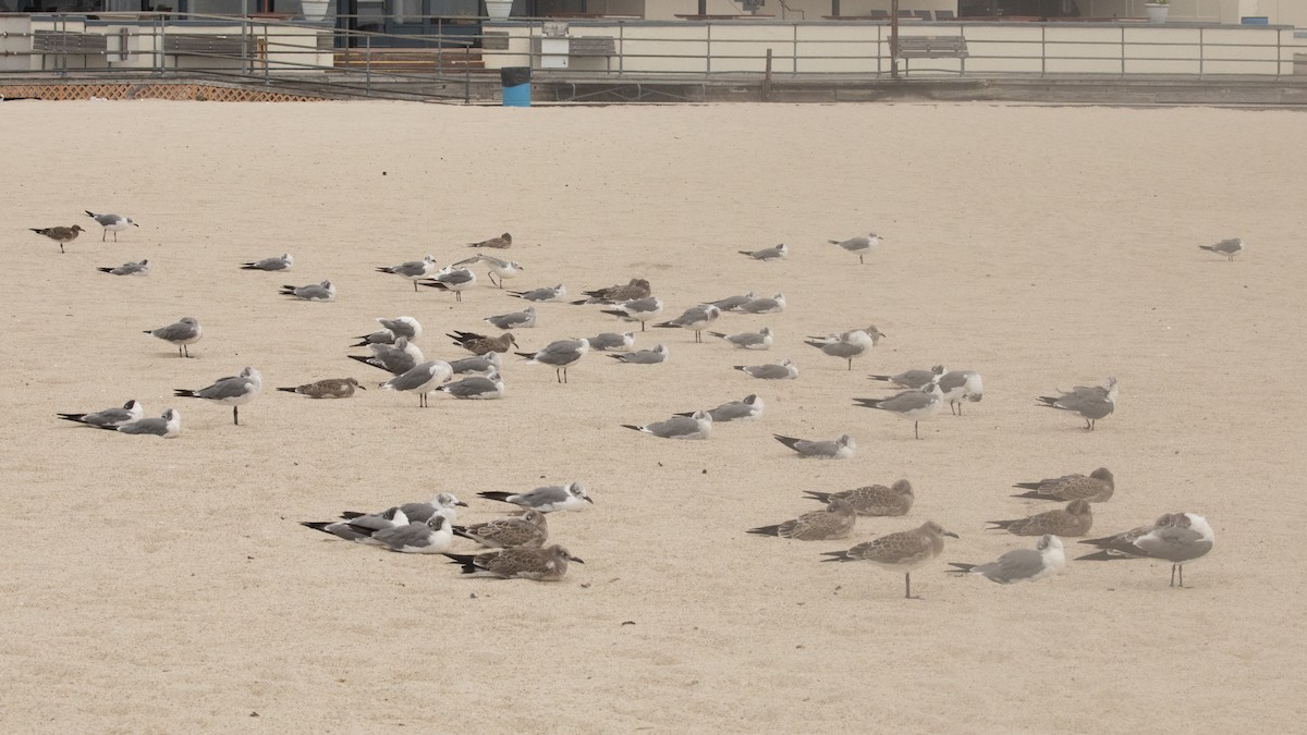 Laughing Gull - ML623485654