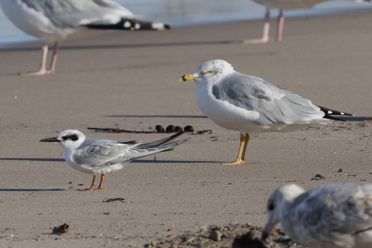 Forster's Tern - Charlie Kaars