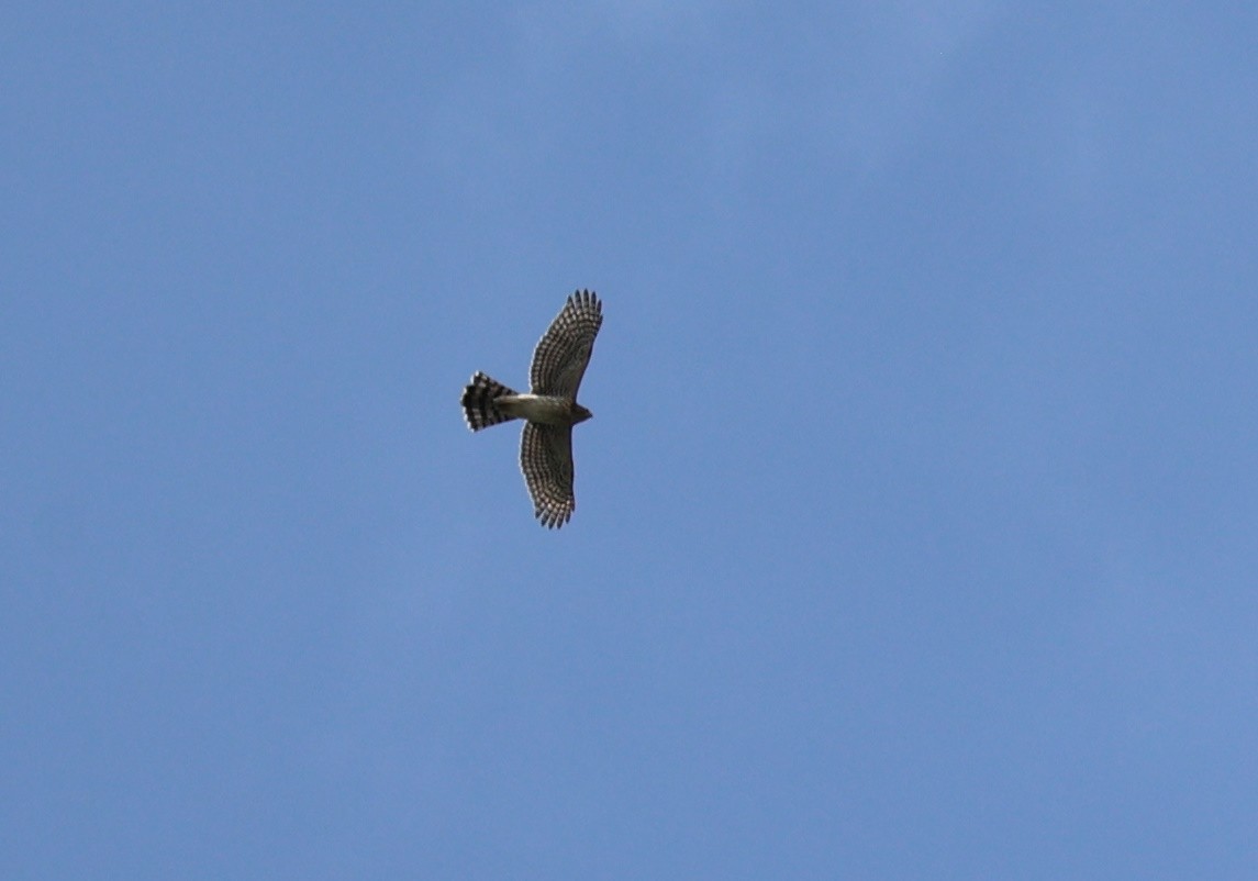 Cooper's Hawk - ML623485758