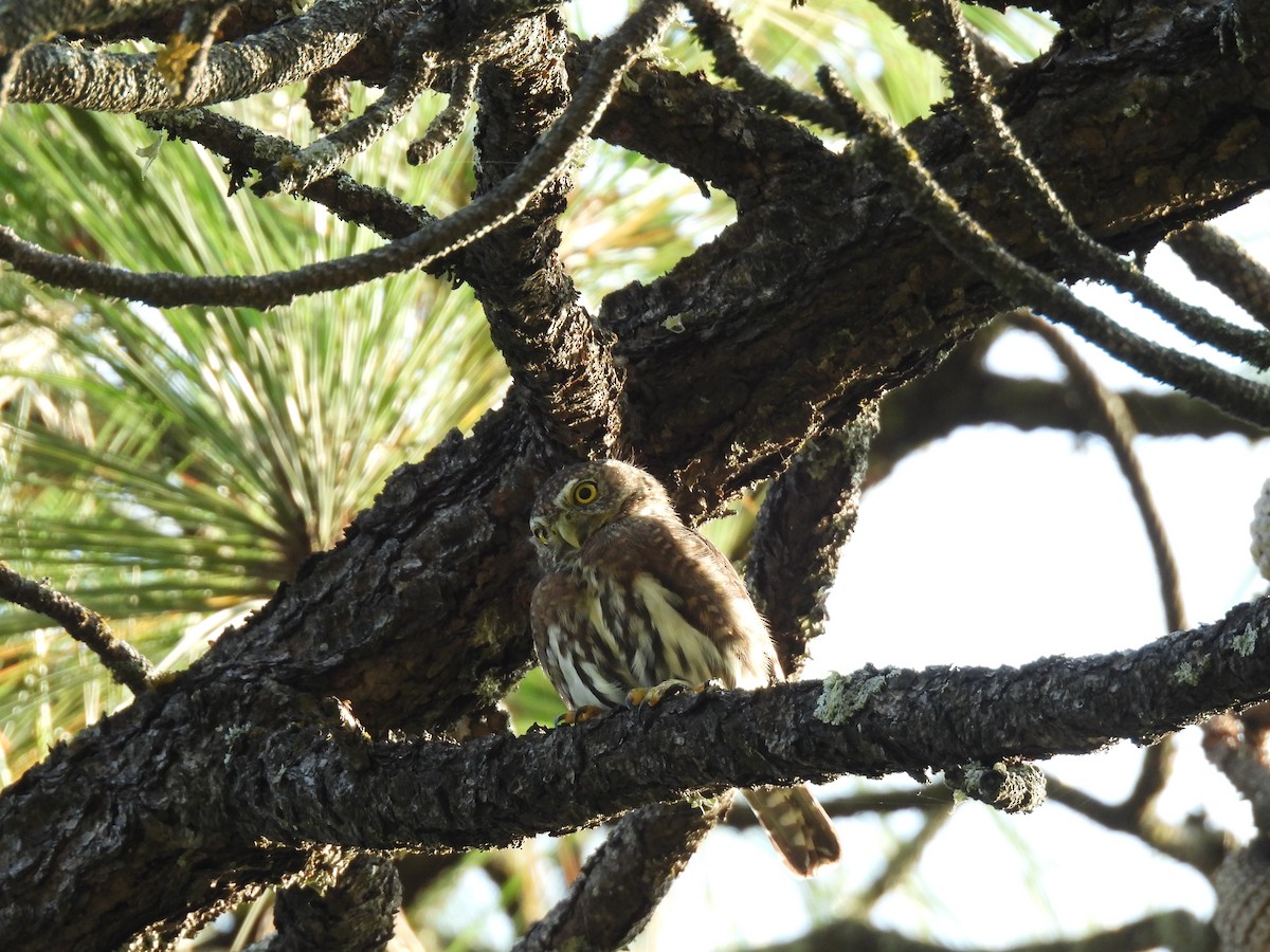 Northern Pygmy-Owl - Juan Carlos Padilla