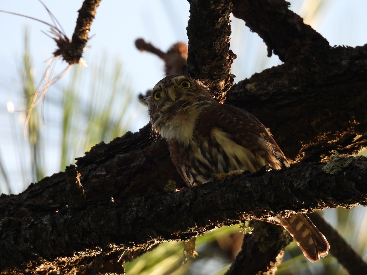 Northern Pygmy-Owl - Juan Carlos Padilla