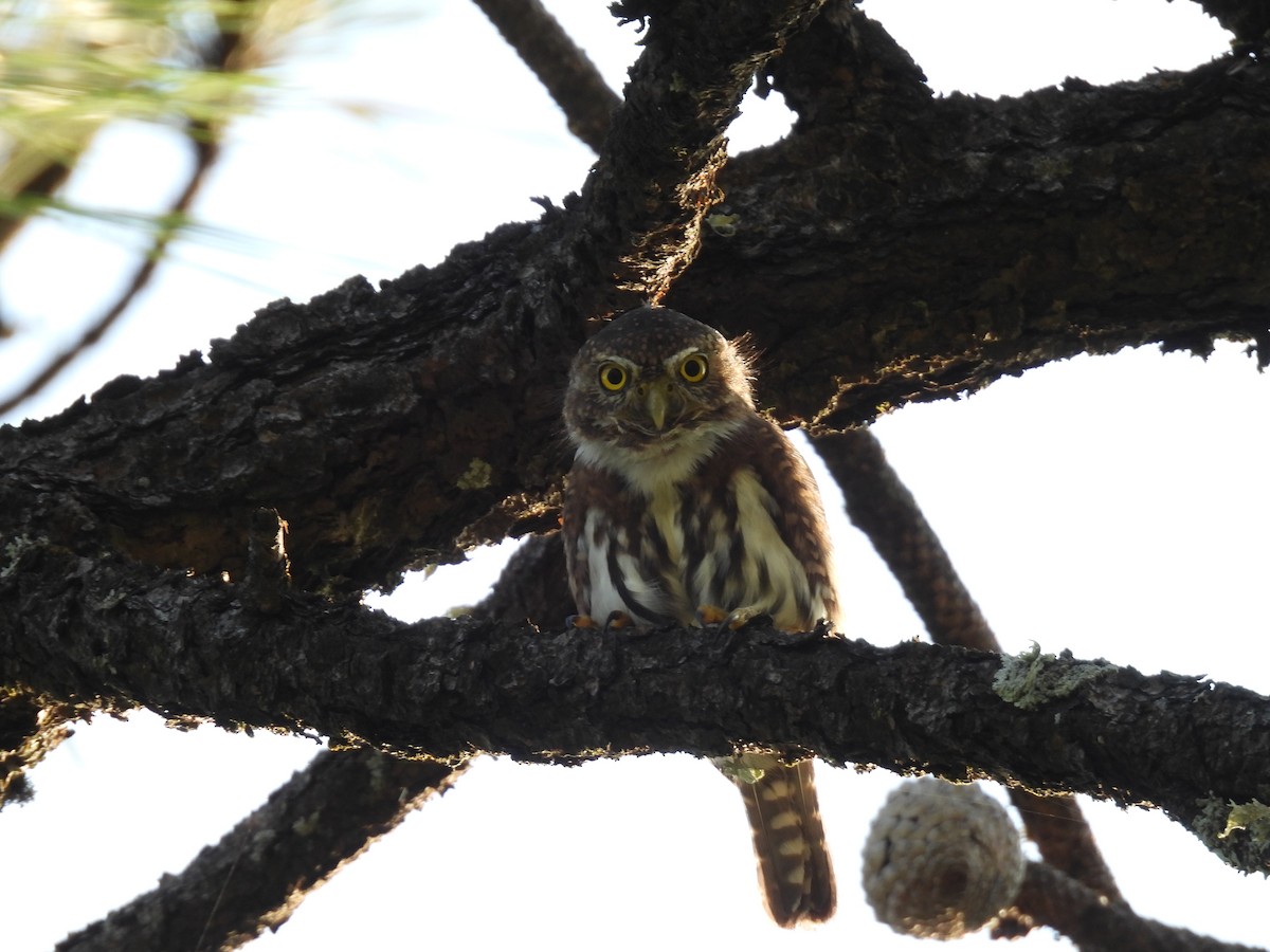 Northern Pygmy-Owl - Juan Carlos Padilla