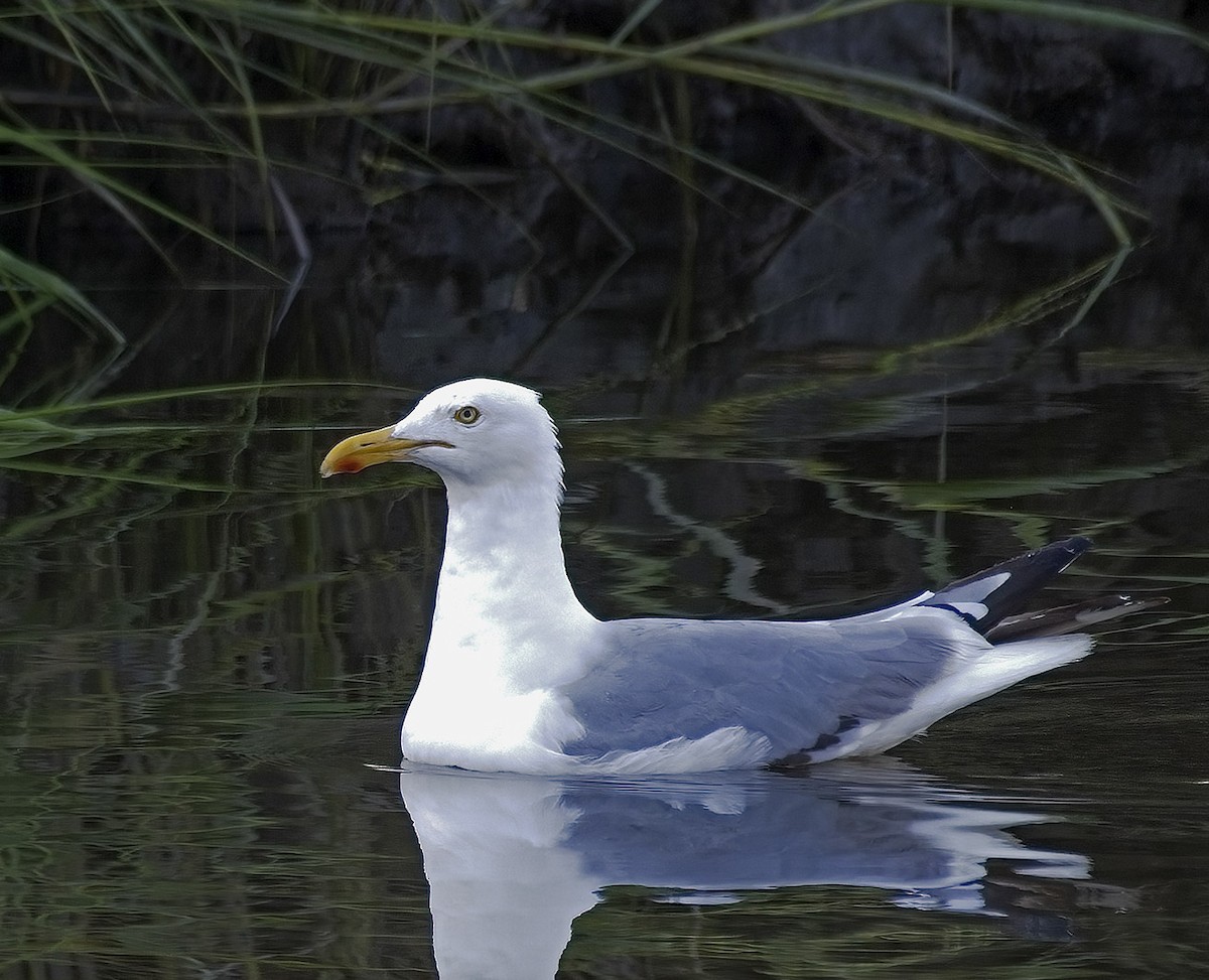 racek stříbřitý (ssp. smithsonianus) - ML623485869