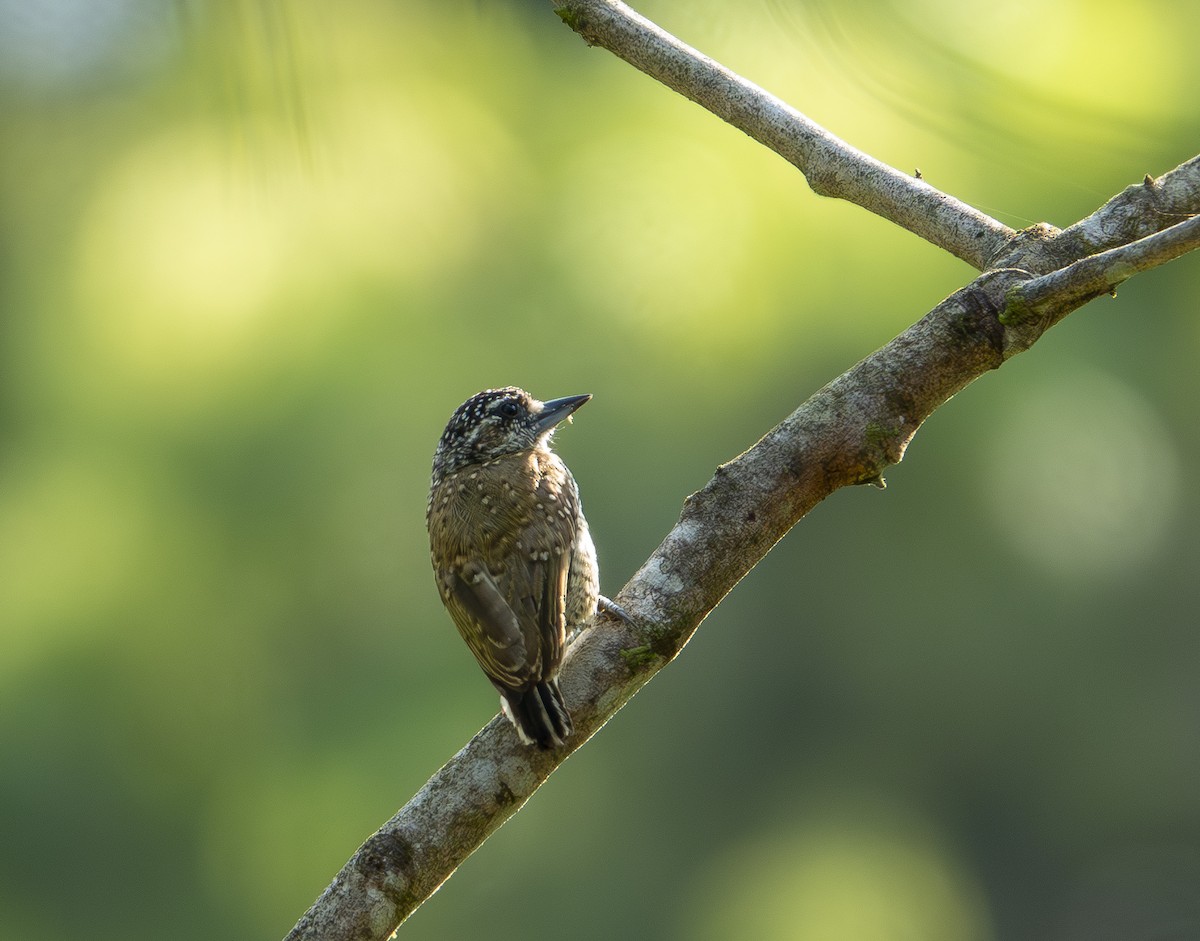 Golden-spangled Piculet - ML623485870