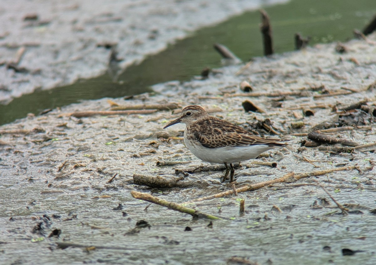 Least Sandpiper - ML623485871