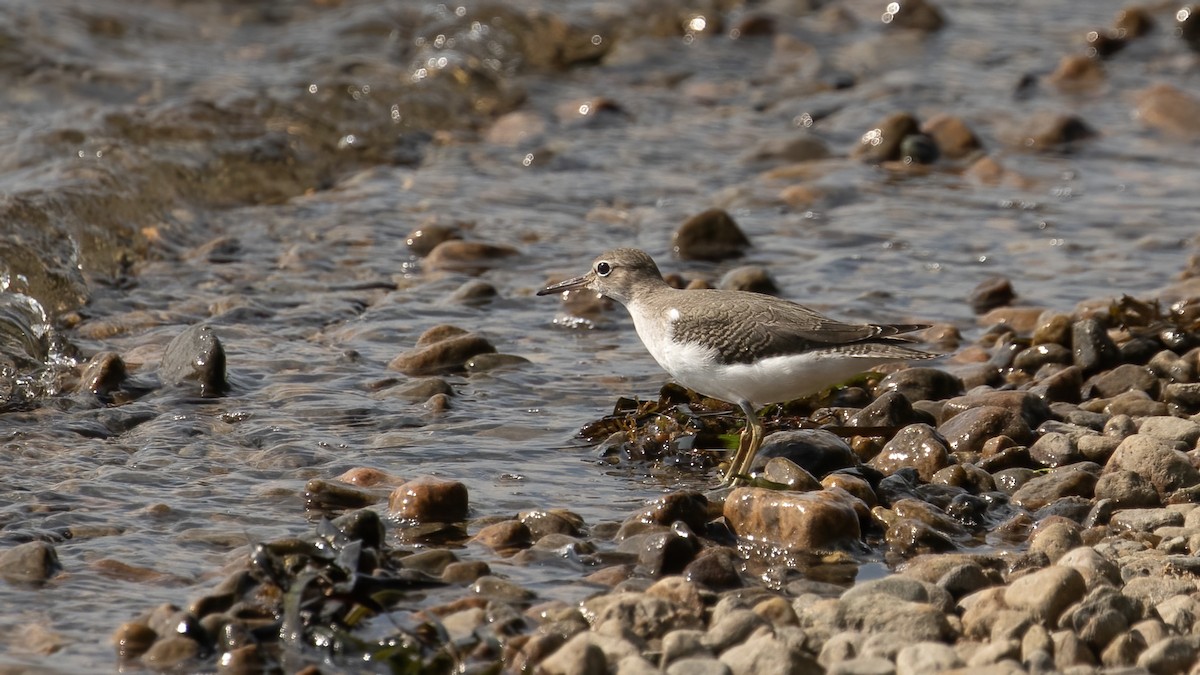 Spotted Sandpiper - ML623485893