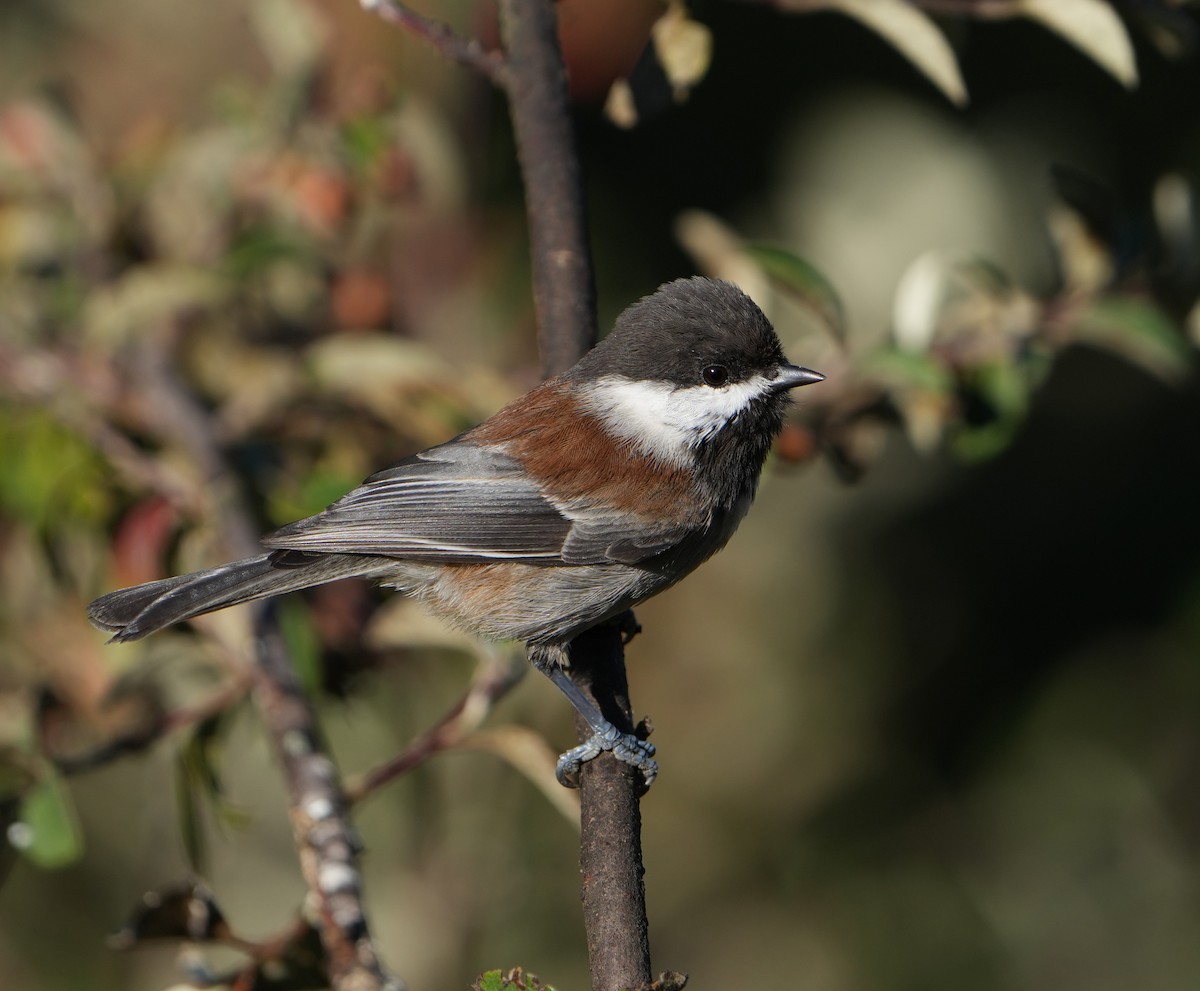 Mésange à dos marron - ML623485901