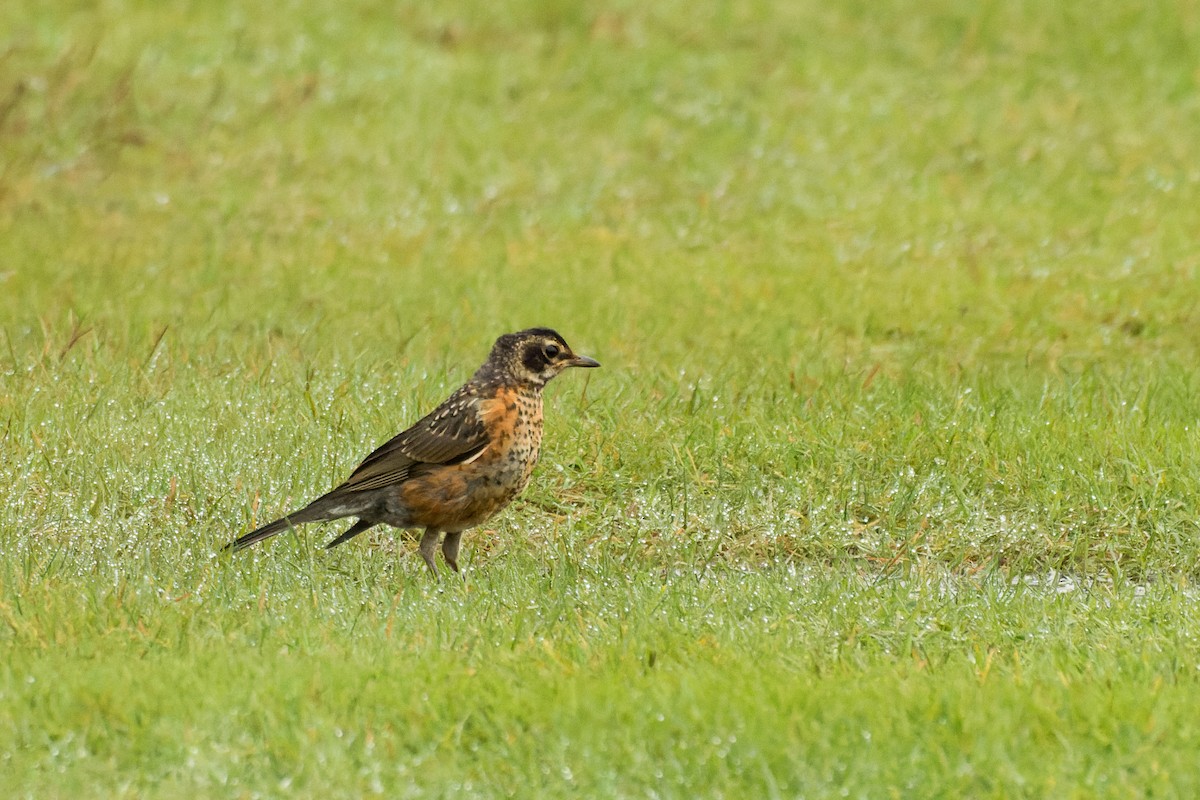 American Robin - ML623485980