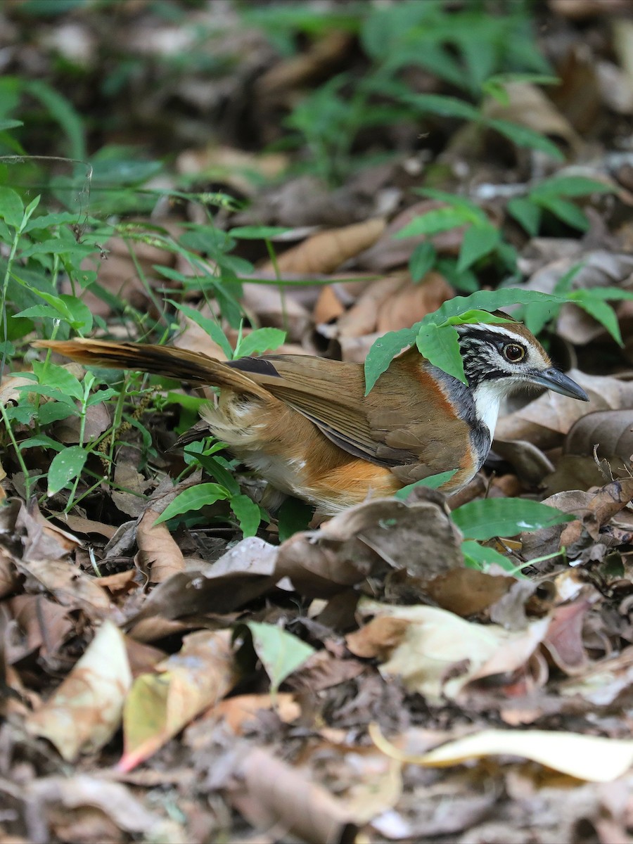 Greater Necklaced Laughingthrush - ML623485987