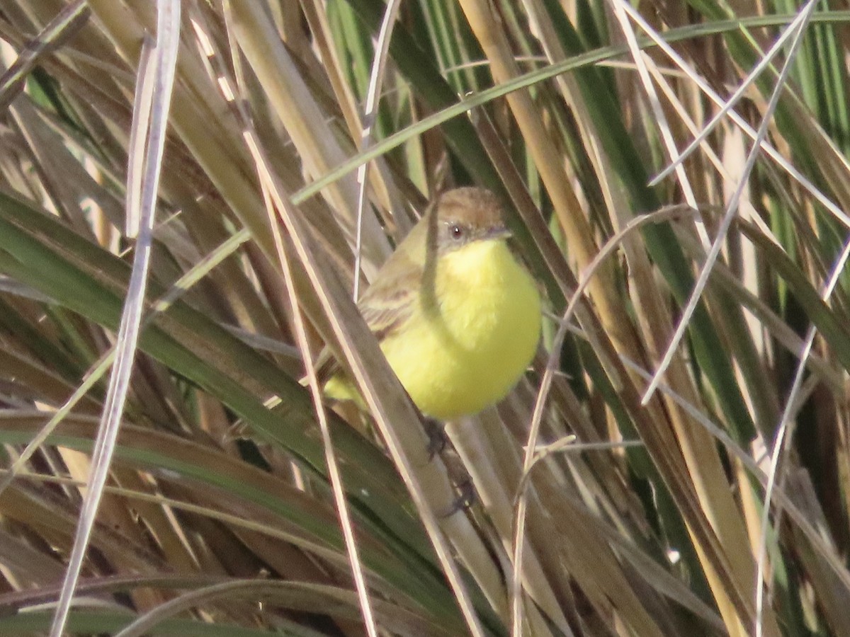 Warbling Doradito - ML623485988