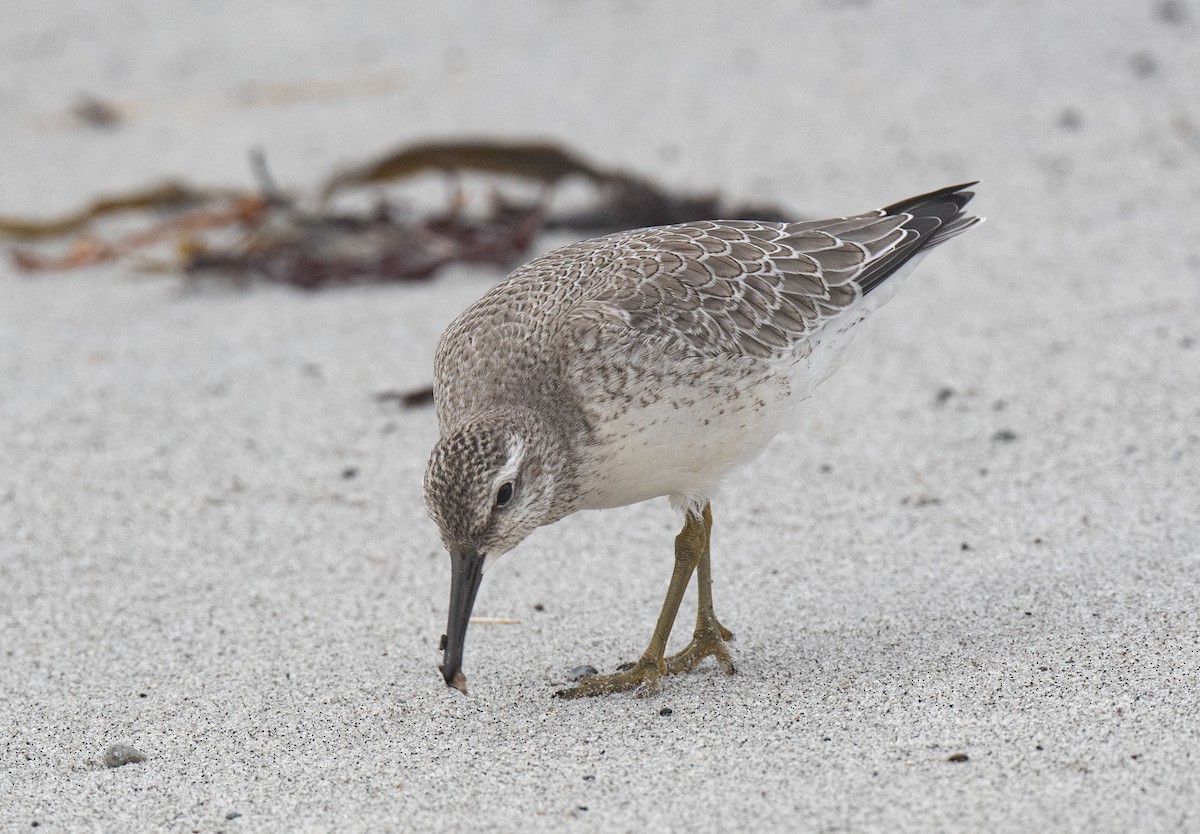 Red Knot - ML623486008