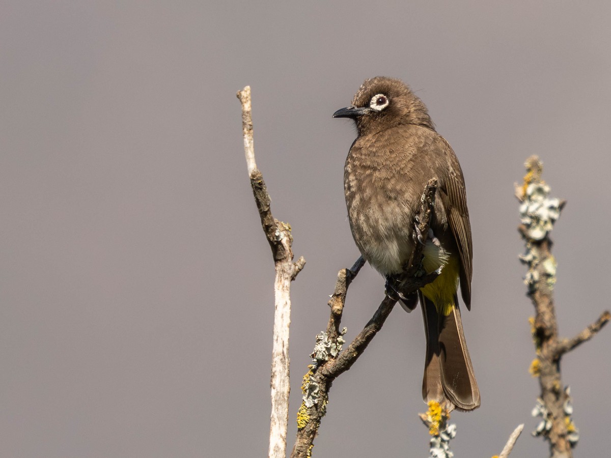 Cape Bulbul - ML623486021